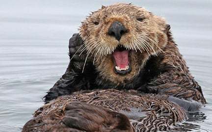 Smiling Otter
